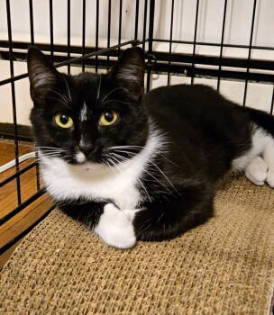 Rescue Domestic Short Hair Cats for Adoption - Stylus | PetCurious