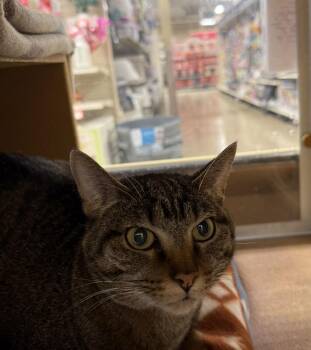 Domestic Short Hair Cats Available for Adoption - Momo | PetCurious