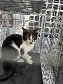 Domestic Short Hair Cats Available for Adoption - A134602 | PetCurious