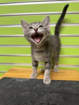 REP -  Domestic Short Hair Cat for Adoption in St. Peters, Missouri - REP | PetCurious