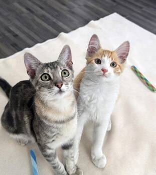 Madison -  Tabby Cat for Adoption in Alameda, California - Madison | PetCurious