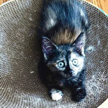 Electra -  Domestic Short Hair Cat for Adoption in Kansas City, Missouri - Electra | PetCurious