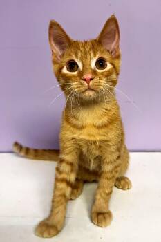 Samosa -  Domestic Short Hair Cat for Adoption in Pittsburgh, Pennsylvania - Samosa | PetCurious