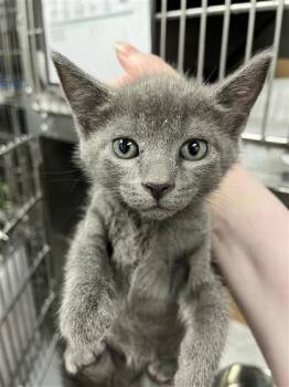 Pokey -  Domestic Short Hair Cat for Adoption in West Chester, Pennsylvania - Pokey | PetCurious