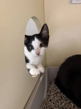Habanero -  Domestic Short Hair Cat for Adoption in Pequot Lakes, Minnesota - Habanero | PetCurious