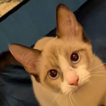Rescue Domestic Short Hair and Snowshoe Cats for Adoption in Los Angeles, California - Guadalupe | PetCurious