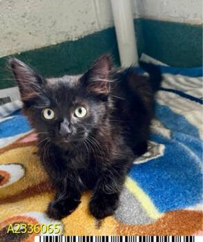 RENI -  Domestic Short Hair Cat for Adoption in West Palm Beach, Florida - RENI | PetCurious