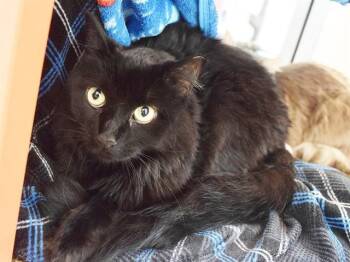 RAVEN -  Domestic Medium Hair Cat for Adoption in Sacramento, California - RAVEN | PetCurious