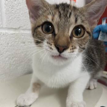 lily -  Domestic Short Hair Cat for Adoption in Edinburg, Texas - Lily | PetCurious