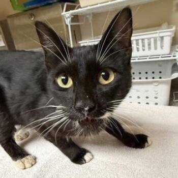 Sparkle -  Domestic Short Hair Cat for Adoption in Bellingham, Washington - Sparkle | PetCurious