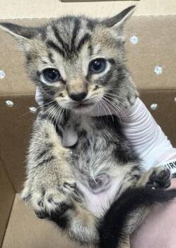 Frederick -  Domestic Short Hair Cat for Adoption in West Chester, Pennsylvania - Frederick | PetCurious