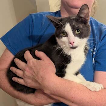 Rescue Domestic Short Hair Cats for Adoption - Samuel L Catson | PetCurious