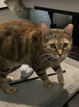 Rescue Domestic Short Hair and Tabby Cats for Adoption in Dallas, Texas - Marbles | PetCurious
