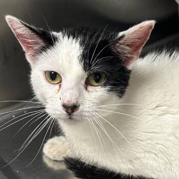 Domestic Short Hair Cats Available for Adoption in Hannibal, Missouri - Anna | PetCurious