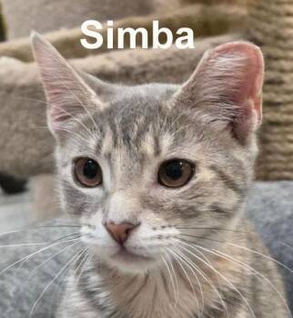 Simba Gra. (sweetie pie female kitten) -  Domestic Short Hair and Tabby Cat for Adoption in Stowe, Pennsylvania - Simba Gra. (sweetie Pie Female Kitten) | PetCurious