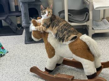 Rescue Domestic Short Hair Cats for Adoption in Fort Walton Beach, Florida - Calliope | PetCurious