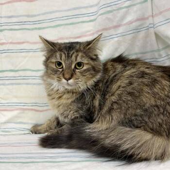 Isla -  Domestic Medium Hair Cat for Adoption in Lyndhurst, Virginia - Isla | PetCurious