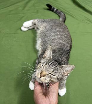 Stella - In Foster Home, Call for Appt -  American Shorthair Cat for Adoption in Elkins, West Virginia - Stella - In Foster Home, Call For Appt | PetCurious