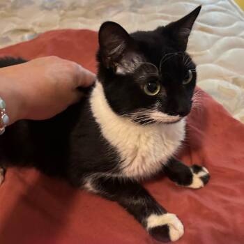 Domino -  Domestic Short Hair Cat for Adoption in Austin, Texas - Domino | PetCurious