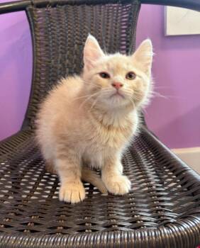 Domestic Short Hair Cats Available for Adoption in South Bend, Indiana - Lewis * IN FOSTER * | PetCurious
