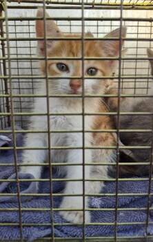 Domestic Medium Hair Cats Available for Adoption in San Antonio, Texas - THURSDAY | PetCurious