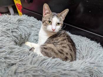 Rescue Domestic Short Hair Cats for Adoption in Port Barrington, Illinois - Camilla (bonded With Charles) | PetCurious