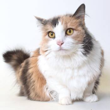 Sundae -  Domestic Long Hair Cat Available for Adoption in Springfield, Illinois - Sundae | PetCurious