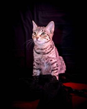 Piper -  Domestic Short Hair Cat for Adoption in Jefferson, Louisiana - Piper | PetCurious