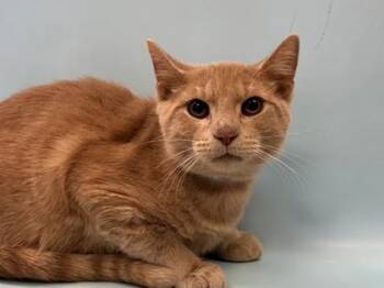Tippy -  Domestic Short Hair Cat for Adoption in Woodbury, Minnesota - Tippy | PetCurious