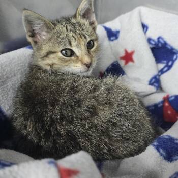 June Bug 26-0424 -  Domestic Short Hair Cat for Adoption in Yanceyville, North Carolina - June Bug 26-0424 | PetCurious