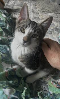 Willie -  Domestic Short Hair Cat for Adoption in Lincoln, California - Willie | PetCurious