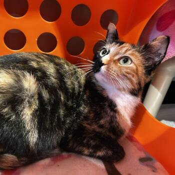 Domestic Short Hair Cats Available for Adoption - Candy Necklace | PetCurious