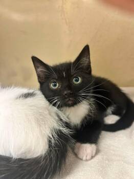 GRAHAM -  Domestic Short Hair Cat for Adoption in Fort Myers, Florida - GRAHAM | PetCurious