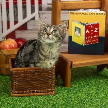 Samantha -  Domestic Short Hair Cat for Adoption in Lapeer, Michigan - Samantha | PetCurious