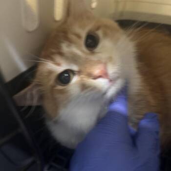 Bowser -  Domestic Short Hair Cat for Adoption in Summerville, South Carolina - Bowser | PetCurious