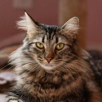 Domestic Medium Hair Cats Available for Adoption - Maxine C11064 | PetCurious