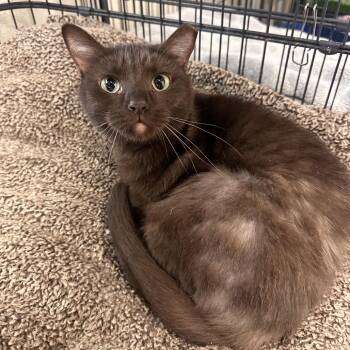 Domestic Short Hair Cats Available for Adoption in Rocky Mount, Virginia - Raeya | PetCurious