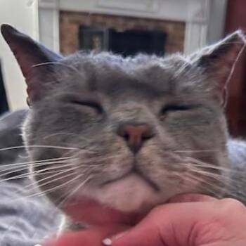 Domestic Short Hair Cats Available for Adoption - Buddy | PetCurious