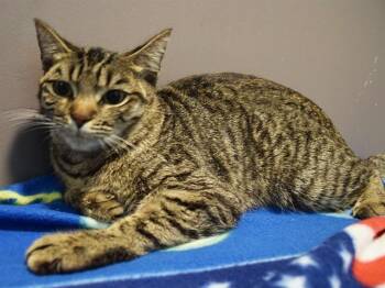 A922686 -  Domestic Short Hair Cat for Adoption in Sacramento, California - A922686 | PetCurious