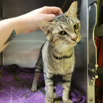 Rosalind -  Domestic Short Hair Cat for Adoption in Columbia, Missouri - Rosalind | PetCurious
