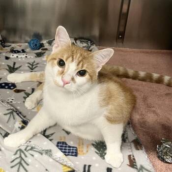 Comet -  Domestic Short Hair Cat for Adoption in Oak Brook, Illinois - Comet | PetCurious
