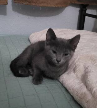 Rabbit -  Russian Blue and American Shorthair Cat for Adoption in Tampa, Florida - Rabbit | PetCurious