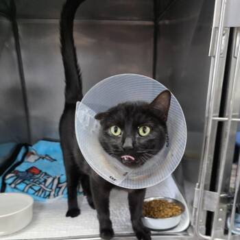Domestic Short Hair Cats Available for Adoption in New Cumberland, West Virginia - Nessie | PetCurious