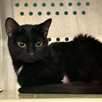 Domestic Short Hair Cats Available for Adoption - Winnie The Pooh - Kanga | PetCurious