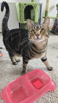 Domestic Short Hair Cats Available for Adoption in Denver, Colorado - Theodora (Theo) | PetCurious