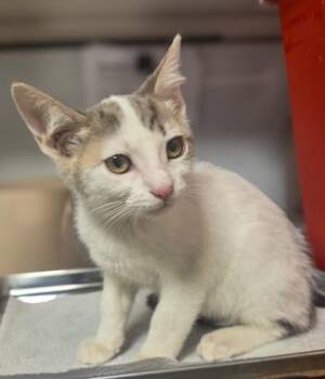 Jessica -  Domestic Short Hair Cat for Adoption in Fresno, California - Jessica | PetCurious