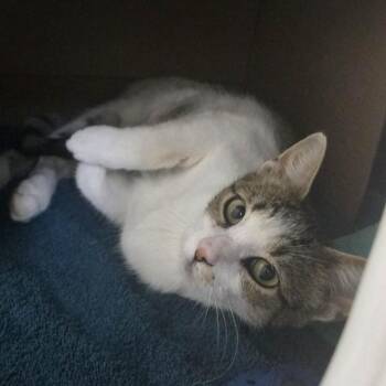 Bobble (Holland Cat Cove) -  Domestic Short Hair Cat for Adoption in West Olive, Michigan - Bobble (Holland Cat Cove) | PetCurious