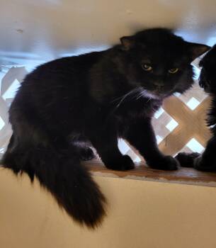 Rescue Domestic Medium Hair Cats for Adoption in Lodi, California - Bear | PetCurious