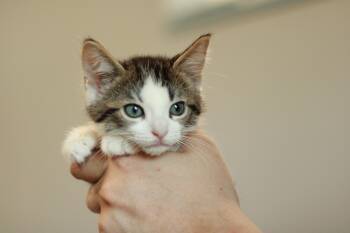 Rescue Domestic Medium Hair Cats for Adoption in Richmond, Kentucky - Alonso | PetCurious
