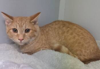 Rescue Domestic Short Hair Cats for Adoption in Waynesville, Missouri - Clay | PetCurious